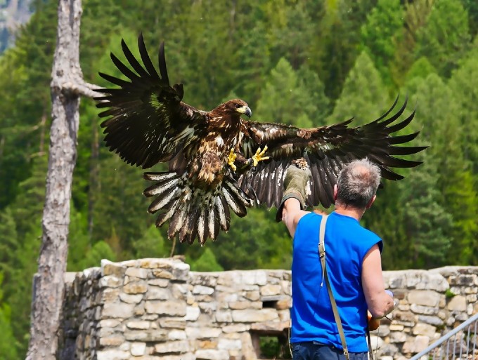 Greifvogelschau Greifvogelschau